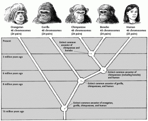 human-evolution-simple-chart
